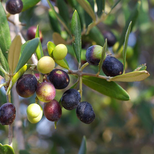 Branche d'olivier avec olives